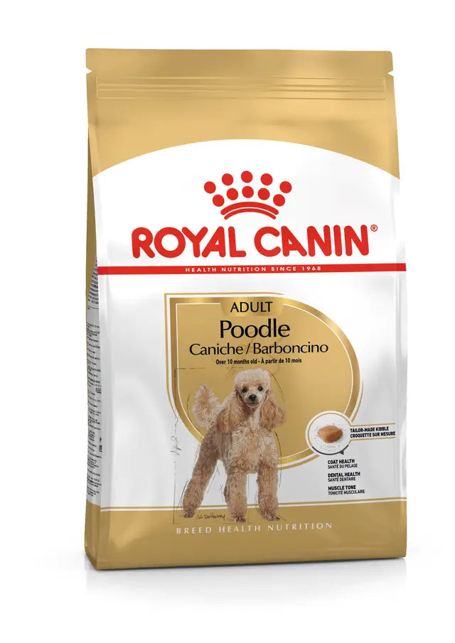 ROYAL MINI POODLE ADULTO