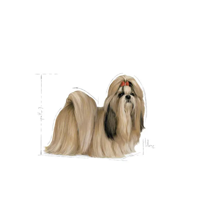 ROYAL SHIHTZU ADULTO