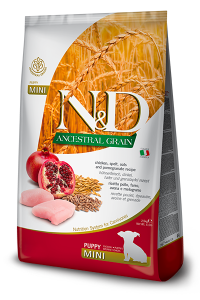 NYD ANCESTRAL PERRO