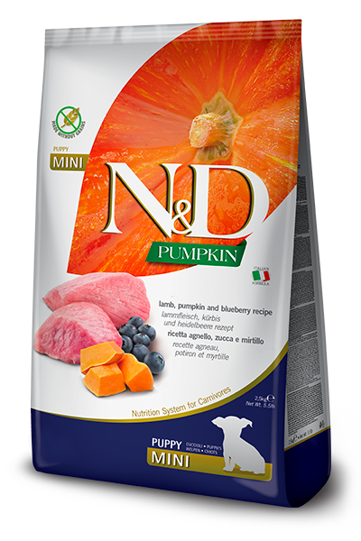 NYD PUMPKIN PERRO