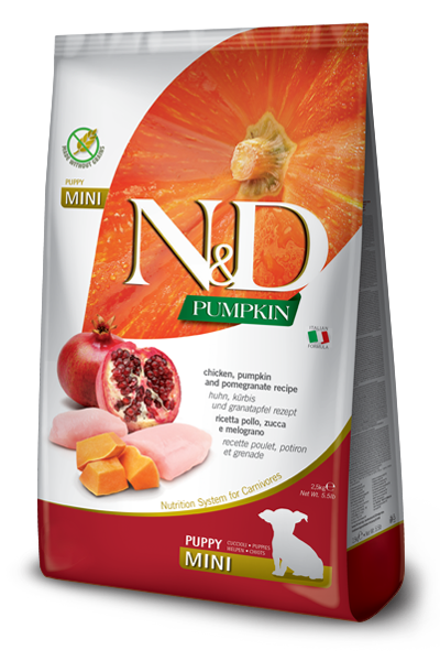 NYD PUMPKIN PERRO